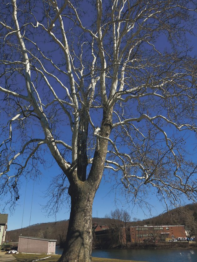 Eye-catching trees | News, Sports, Jobs - Times Observer